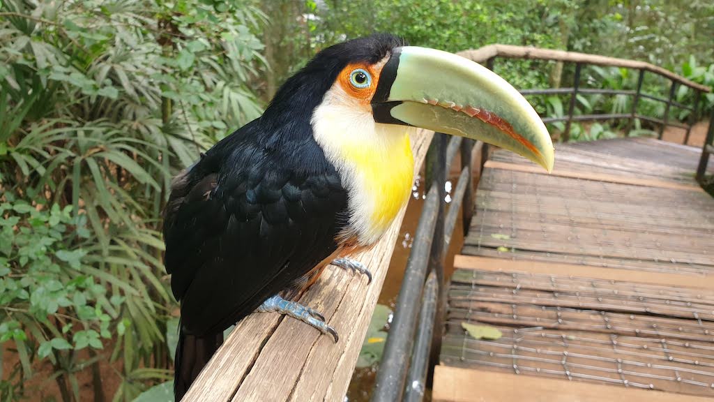 Parque das Aves à Foz do Iguaçu