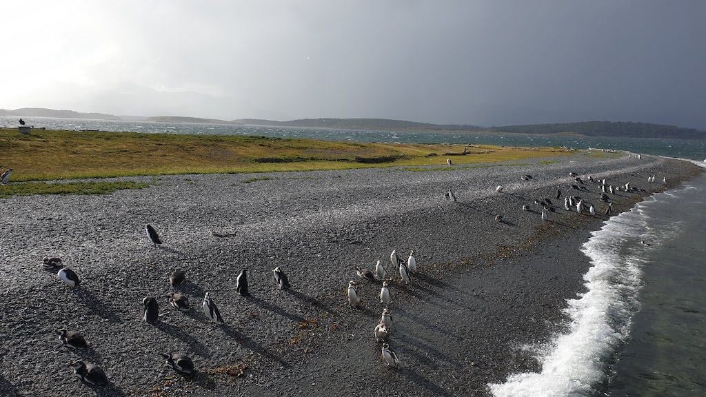 Pingüinos magallanicos en la Isla Martillo à Ushuaia en Argentine